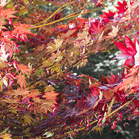 Japanese Maple in Wind and Sun VI //images.artistrunwebsite.com/gallery/img_2079251476416332_large.jpg?1545699744