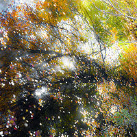 Light Play on Creek 2 //images.artistrunwebsite.com/gallery/img_2079271476416403_large.jpg?1542259391