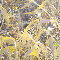 Marsh Reeds //images.artistrunwebsite.com/gallery/img_2079281476416453_large.jpg?1542259391