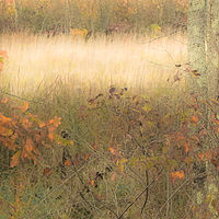 Kingston Meadow //images.artistrunwebsite.com/gallery/img_2095011477290397_large.jpg?1545699742
