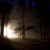 Early Morning Riser //images.artistrunwebsite.com/gallery/img_2098091477528582_large.jpg?1477528892