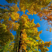 Michigan Fall //images.artistrunwebsite.com/gallery/img_2098371477532950_large.jpg?1477533240