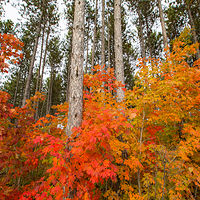 Autumn Blaze //images.artistrunwebsite.com/gallery/img_2098391477532980_large.jpg?1477533232