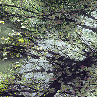 Stream 2 //images.artistrunwebsite.com/gallery/img_2103551477867183_large.jpg?1479116959