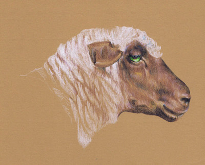 The Surly Sheep Painting The Surly Sheep by Richard Mountford