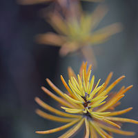 Pine's Caress Color //images.artistrunwebsite.com/gallery/img_2139001481083259_large.jpg?1481597218