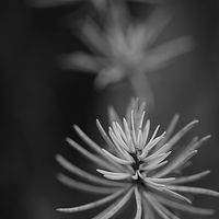 Pine's Caress BW //images.artistrunwebsite.com/gallery/img_2139011481083314_large.jpg?1482450824