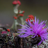 Purple World //images.artistrunwebsite.com/gallery/img_2139021481083349_large.jpg?1481597213