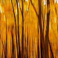 Autumn Crisp //images.artistrunwebsite.com/gallery/img_2139151481083815_large.jpg?1481597125