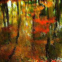 Autumn Reflections //images.artistrunwebsite.com/gallery/img_2139171481083884_large.jpg?1481597067