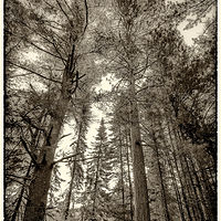 Towering Pines //images.artistrunwebsite.com/gallery/img_2139201481084016_large.jpg?1482441243