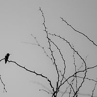 Hot Spring Hummingbird //images.artistrunwebsite.com/gallery/img_2139271481084266_large.jpg?1481596812