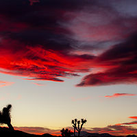 Joshua Tree //images.artistrunwebsite.com/gallery/img_2139281481084270_large.jpg?1481596806