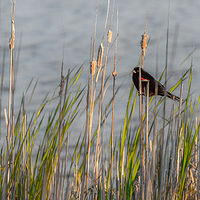Red Winged Blackbird //images.artistrunwebsite.com/gallery/img_2139311481084373_large.jpg?1481596724