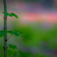 New Life //images.artistrunwebsite.com/gallery/img_2139331481084462_large.jpg?1482451012
