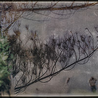 Reflection //images.artistrunwebsite.com/gallery/img_2139351481084586_large.jpg?1481596496