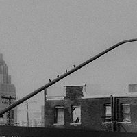 4 Birds On A Light //images.artistrunwebsite.com/gallery/img_2139371481084612_large.jpg?1482450983