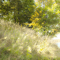 Meadow at Hilton Park //images.artistrunwebsite.com/gallery/img_2176811484206316_large.jpg?1545699743