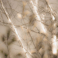 Birch with Fir Tree //images.artistrunwebsite.com/gallery/img_2218401486429311_large.jpg?1545699743
