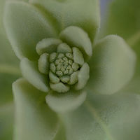 Soft Green //images.artistrunwebsite.com/gallery/img_2242971488413364_large.jpg?1488416215