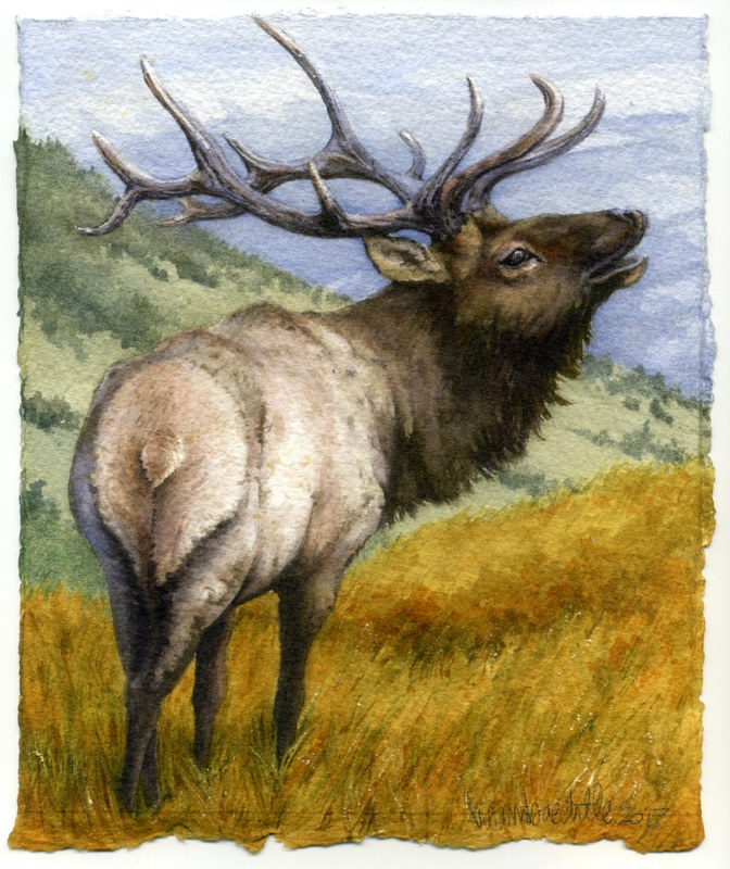 Elk Watercolor Elk by Lisa Baechtle
