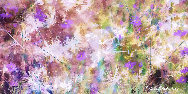 MOUNTAIN MEADOW 26 M Print MOUNTAIN MEADOW 26 M by Todd Scott Anderson