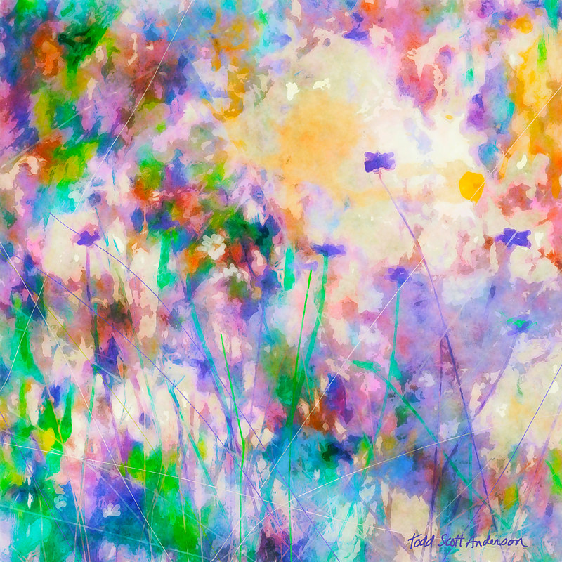 MOUNTAIN MEADOW 17 M Print MOUNTAIN MEADOW 17 M by Todd Scott Anderson