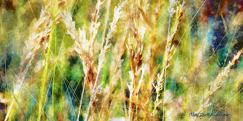 MOUNTAIN MEADOW 12 M Print MOUNTAIN MEADOW 12 M by Todd Scott Anderson