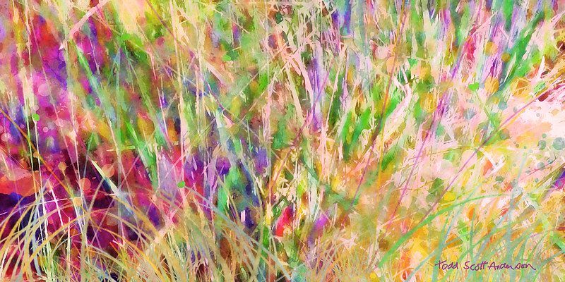 MOUNTAIN MEADOW 14 M Print MOUNTAIN MEADOW 14 M by Todd Scott Anderson