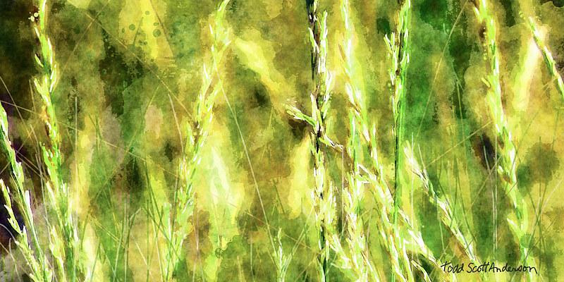 MOUNTAIN MEADOW 4 M Print MOUNTAIN MEADOW 4 M by Todd Anderson