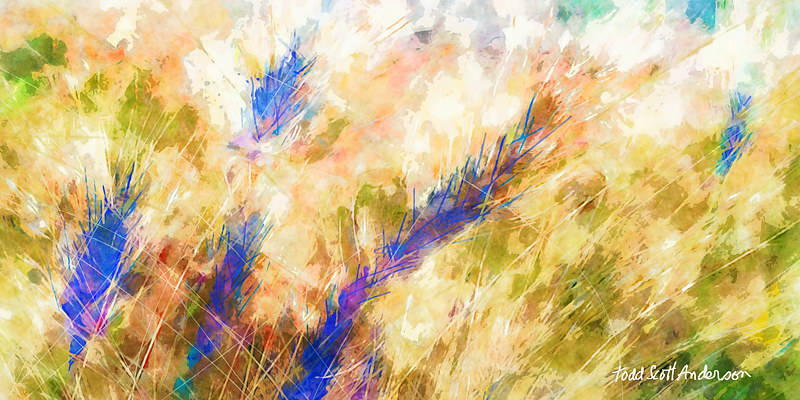 MOUNTAIN MEADOW 1 M Print MOUNTAIN MEADOW 1 M by Todd Anderson