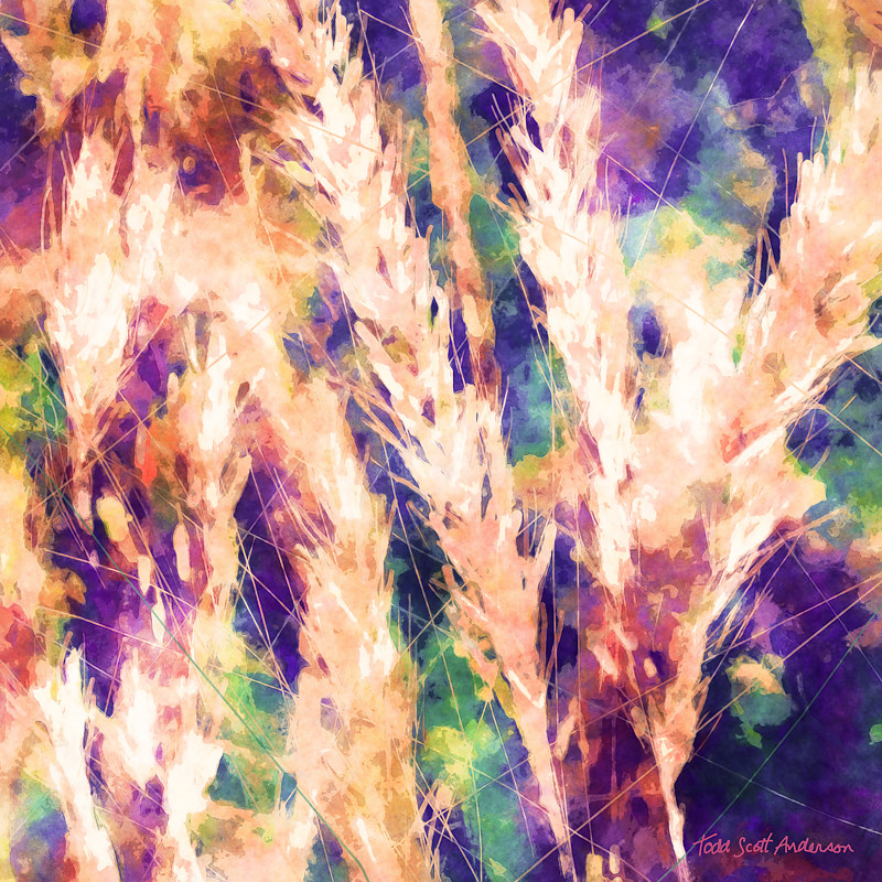 MOUNTAIN MEADOW 3 M Print MOUNTAIN MEADOW 3 M by Todd Scott Anderson