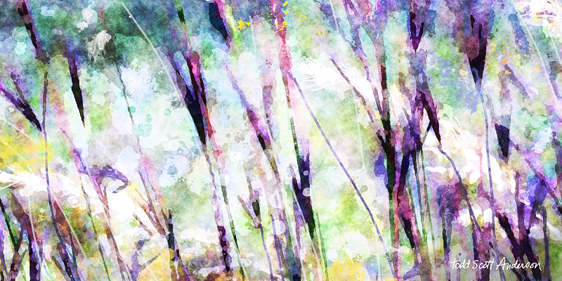 MOUNTAIN MEADOW 7 M Print MOUNTAIN MEADOW 7 M by Todd Scott Anderson