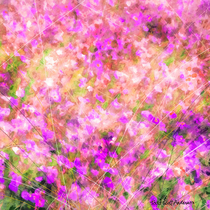 MOUNTAIN WILDFLOWERS 43 M Print MOUNTAIN WILDFLOWERS 43 M by Todd Scott Anderson
