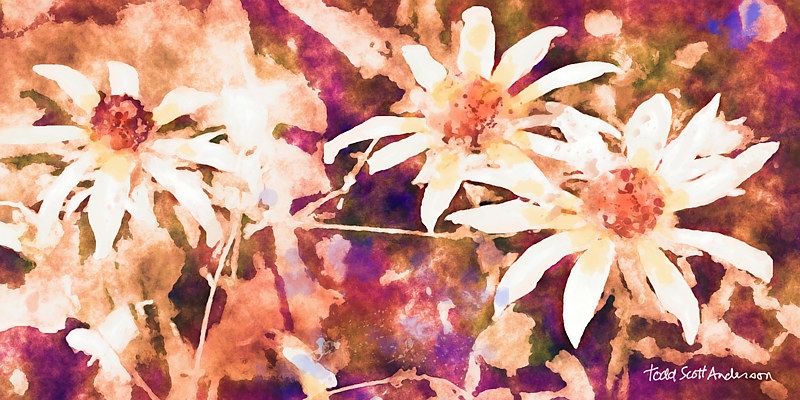 MOUNTAIN WILDFLOWERS 11 M Print MOUNTAIN WILDFLOWERS 11 M by Todd Anderson