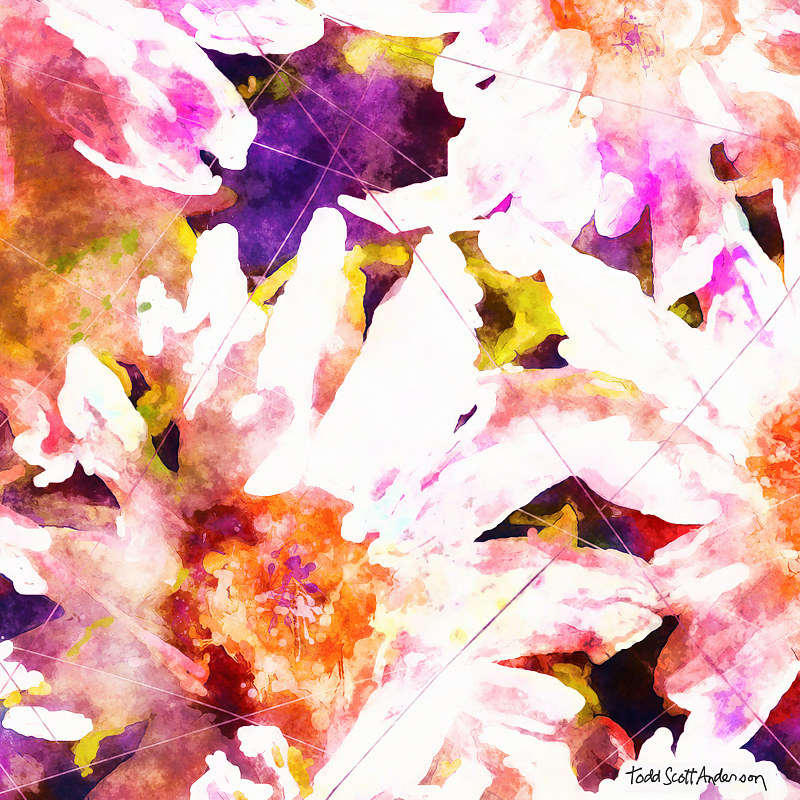 MOUNTAIN WILDFLOWERS 5 M Print MOUNTAIN WILDFLOWERS 5 M by Todd Scott Anderson