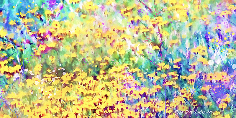 MOUNTAIN WILDFLOWERS 4 M Print MOUNTAIN WILDFLOWERS 4 M by Todd Scott Anderson