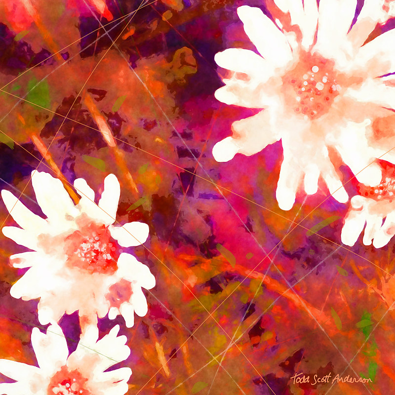 MOUNTAIN WILDFLOWERS 9 M Print MOUNTAIN WILDFLOWERS 9 M by Todd Scott Anderson