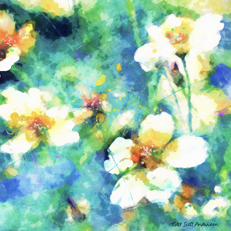 MOUNTAIN WILDFLOWERS 14 M Print MOUNTAIN WILDFLOWERS 14 M by Todd Anderson