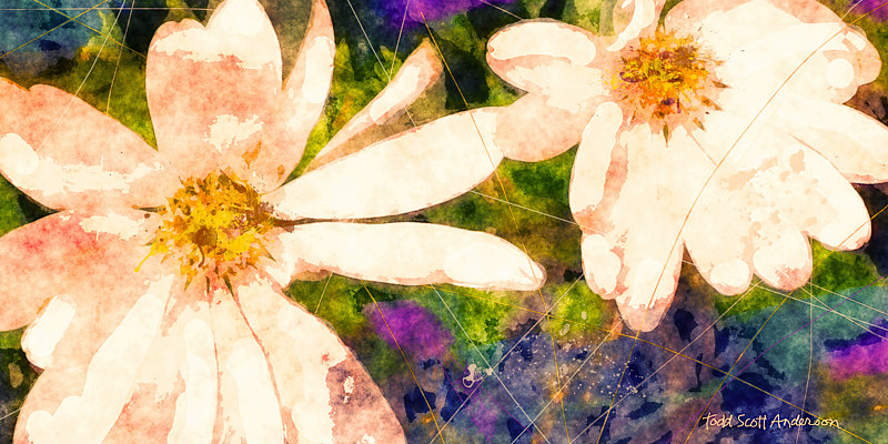 MOUNTAIN WILDFLOWERS 6 M Print MOUNTAIN WILDFLOWERS 6 M by Todd Scott Anderson
