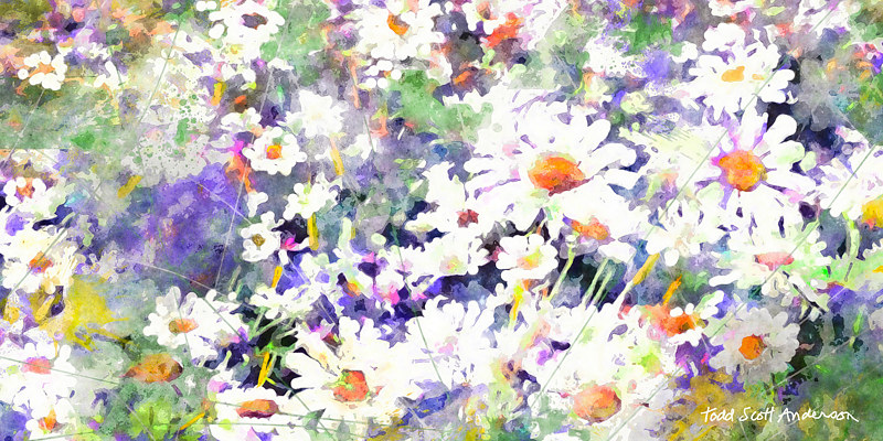 MOUNTAIN WILDFLOWERS 30 M Print MOUNTAIN WILDFLOWERS 30 M by Todd Scott Anderson