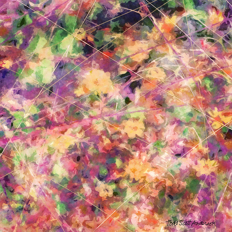 MOUNTAIN WILDFLOWERS 29 M Print MOUNTAIN WILDFLOWERS 29 M by Todd Scott Anderson