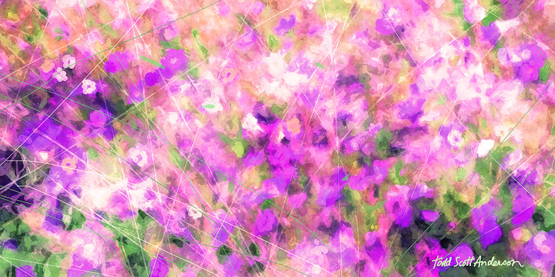 MOUNTAIN WILDFLOWERS 27 M Print MOUNTAIN WILDFLOWERS 27 M by Todd Scott Anderson