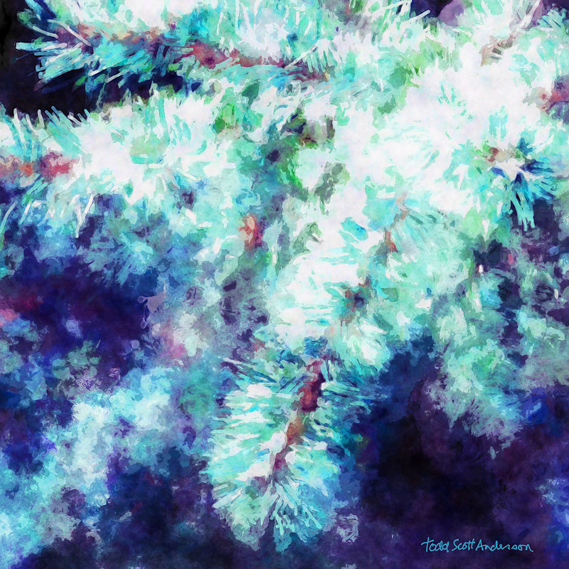 MOUNTAIN PINE 11 M Print MOUNTAIN PINE 11 M by Todd Scott Anderson