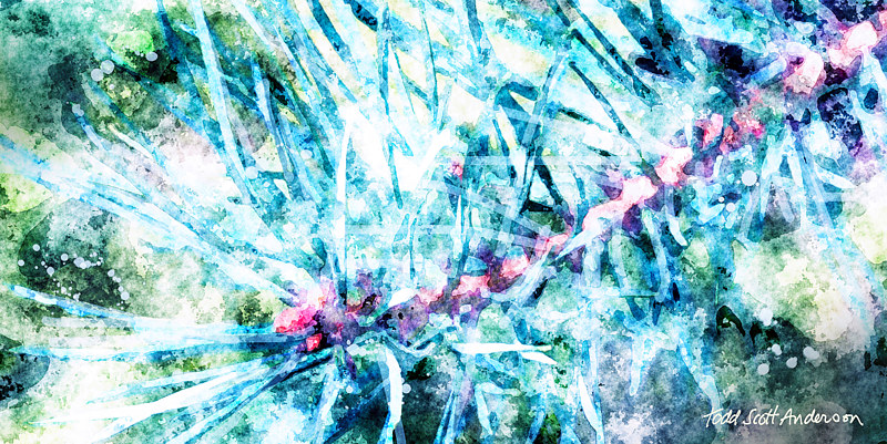 MOUNTAIN PINE 5 M Print MOUNTAIN PINE 5 M by Todd Scott Anderson