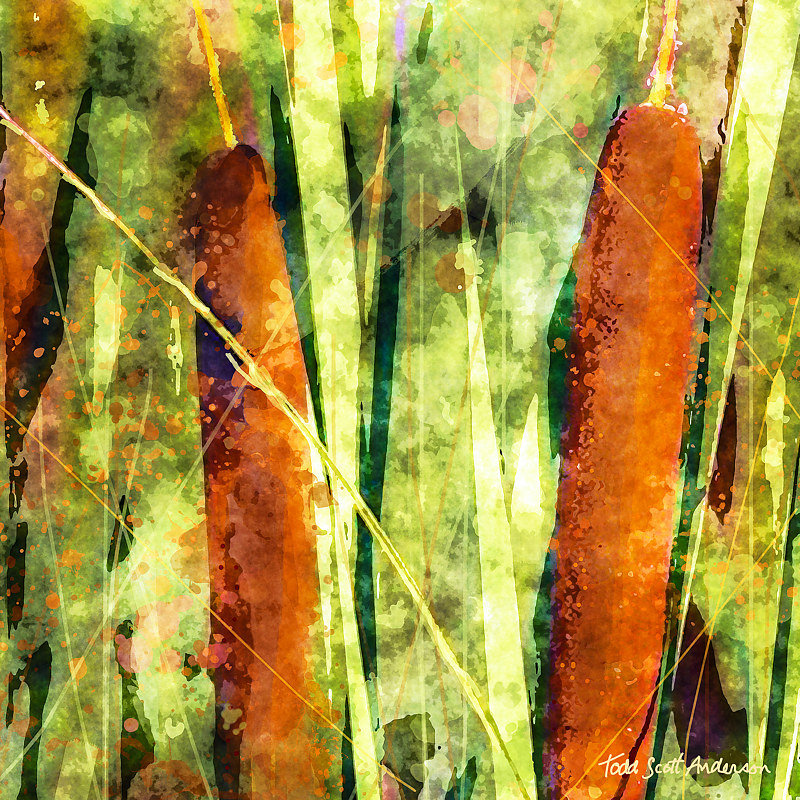 CATTAILS 4 M Print CATTAILS 4 M by Todd Scott Anderson