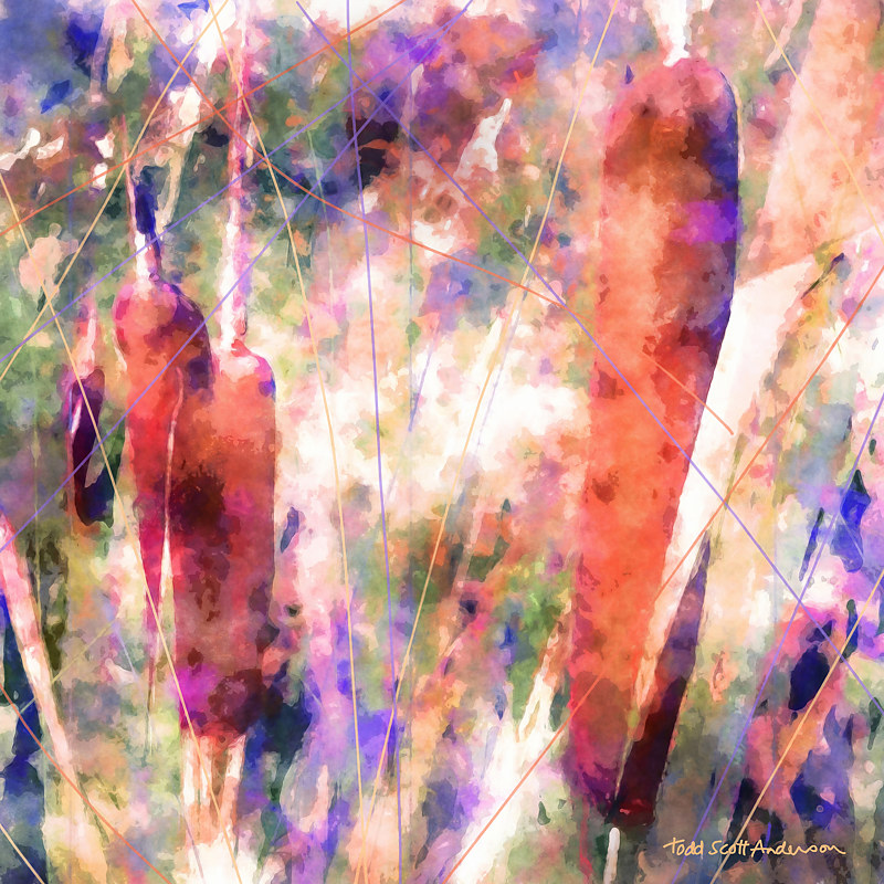 CATTAILS 6 M Print CATTAILS 6 M by Todd Scott Anderson