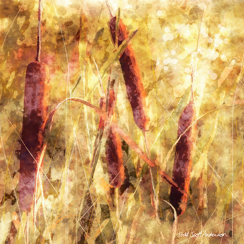 CATTAILS 7 M Print CATTAILS 7 M by Todd Scott Anderson