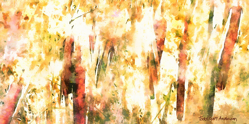CATTAILS 12 M Print CATTAILS 12 M by Todd Anderson