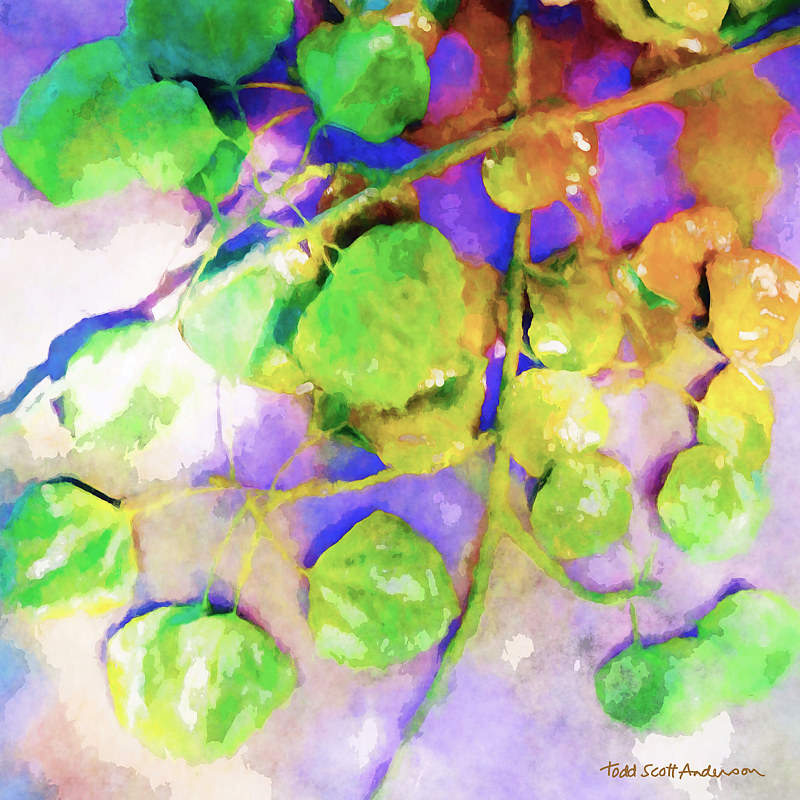 ASPEN LEAVES 18 D Print ASPEN LEAVES 18 D by Todd Scott Anderson